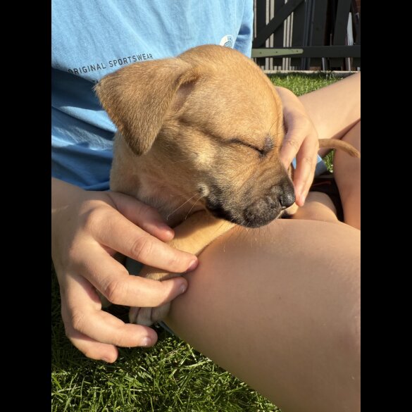 Staffordshire Bull Terrier - Both