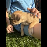 Staffordshire Bull Terrier - Both