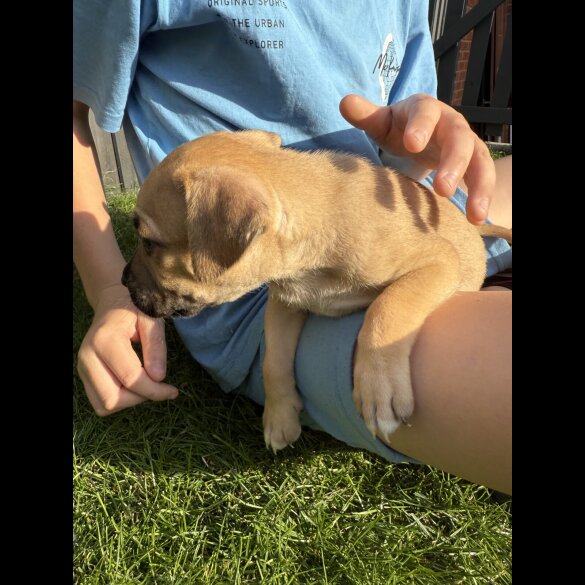 Staffordshire Bull Terrier - Both