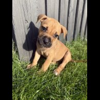 Staffordshire Bull Terrier - Both