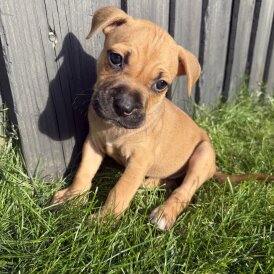 Staffordshire Bull Terrier - Both