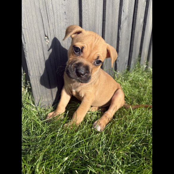Staffordshire Bull Terrier - Both