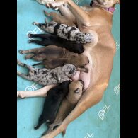 Staffordshire Bull Terrier - Both