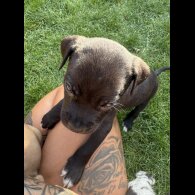 Staffordshire Bull Terrier - Both