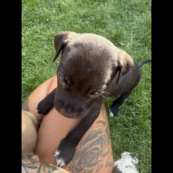 Staffordshire Bull Terrier - Both
