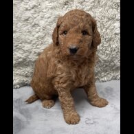 Labradoodle - Both