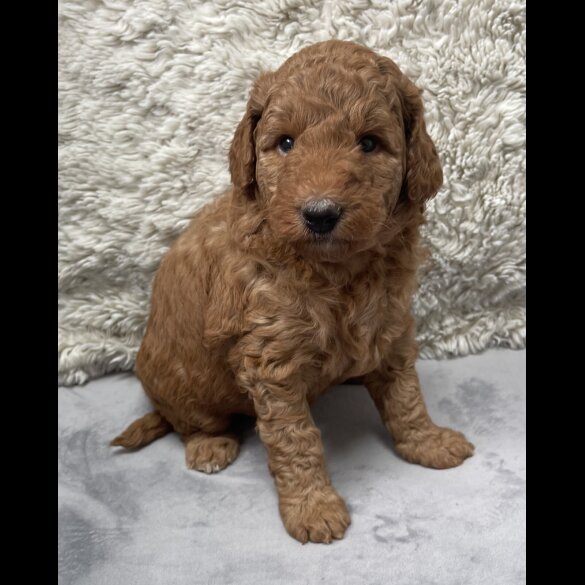 Labradoodle - Both