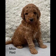 Labradoodle - Both