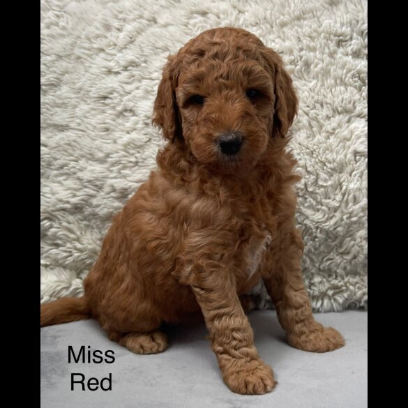 Labradoodle - Both