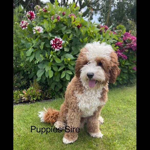 Labradoodle - Both