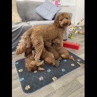 Labradoodle - Both
