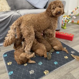 Labradoodle - Both