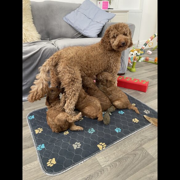 Labradoodle - Both