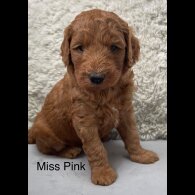 Labradoodle - Both