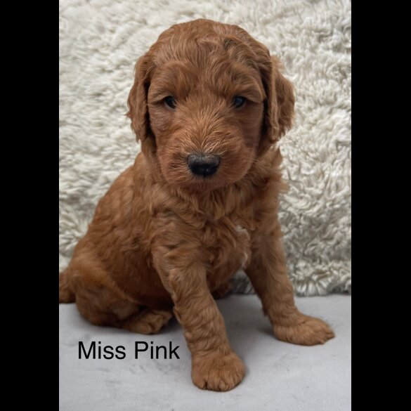Labradoodle - Both