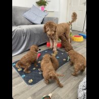 Labradoodle - Both