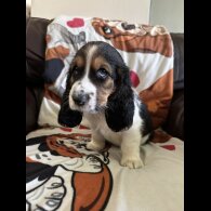 Basset Hound - Dogs