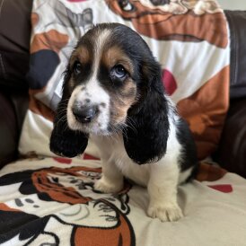 Basset Hound - Dogs