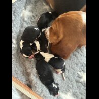 Basset Hound - Dogs