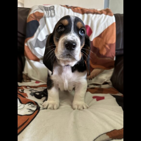 Basset Hound - Dogs