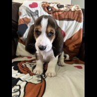 Basset Hound - Dogs