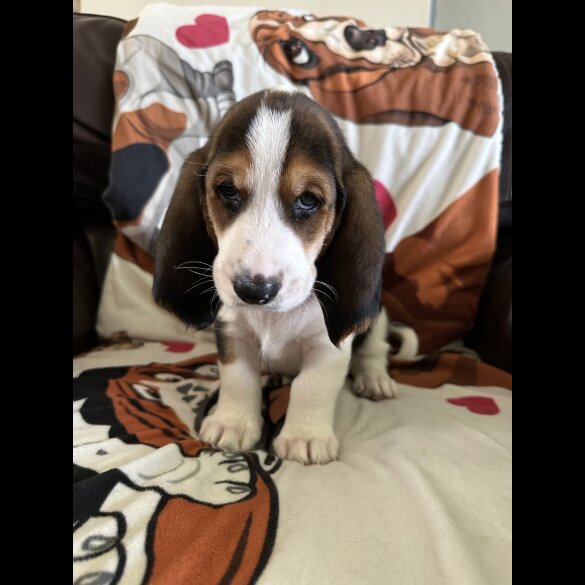 Basset Hound - Dogs