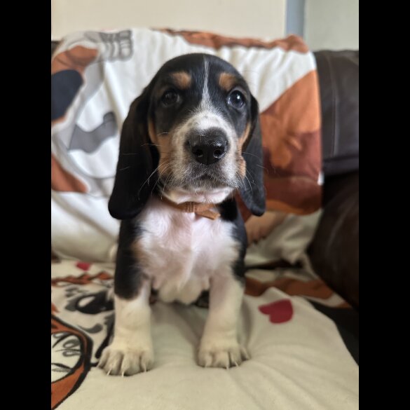 Basset Hound - Dogs