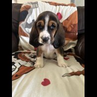 Basset Hound - Dogs