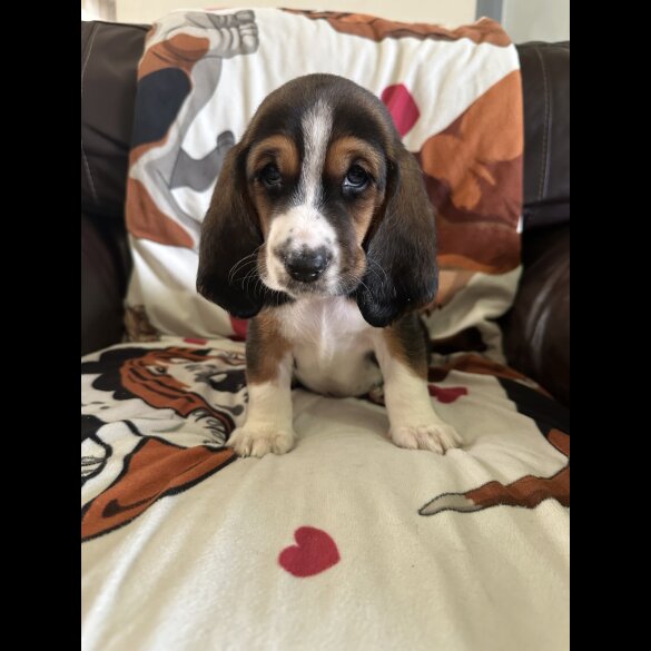 Basset Hound - Dogs