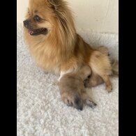 Pomeranian - Bitches