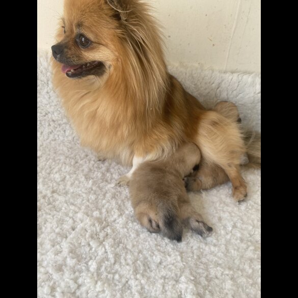 Pomeranian - Bitches