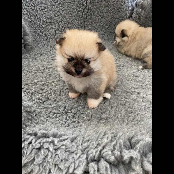 Pomeranian - Bitches