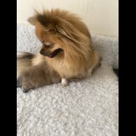 Pomeranian - Bitches