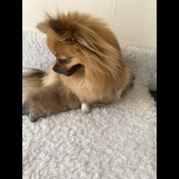 Pomeranian - Bitches