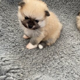 Pomeranian - Bitches