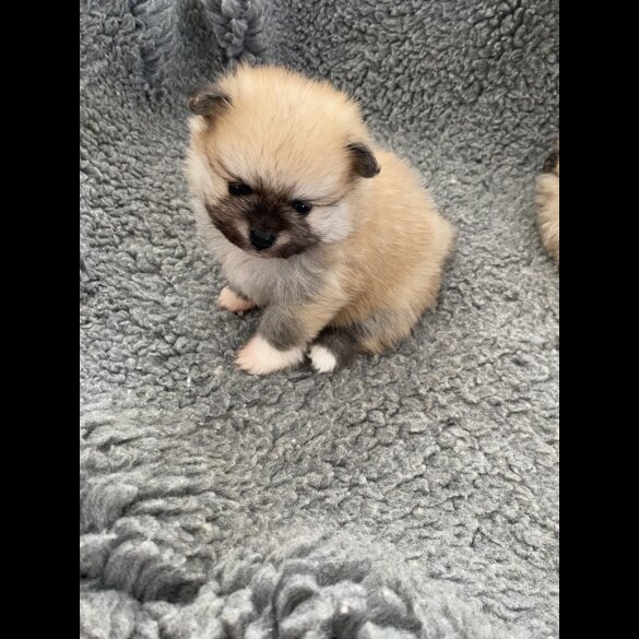 Pomeranian - Bitches