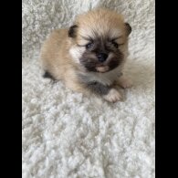 Pomeranian - Bitches