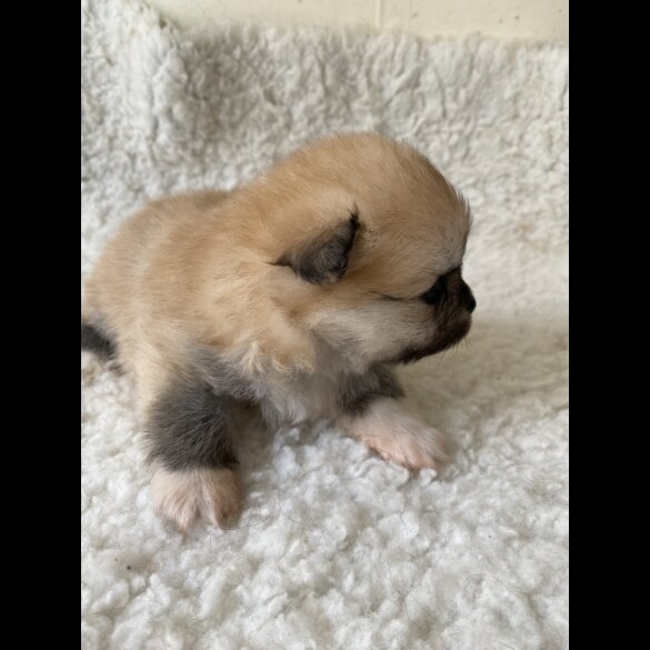 Pomeranian - Bitches