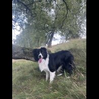 Border Collie