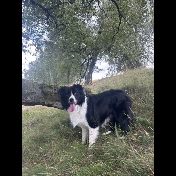 Border Collie