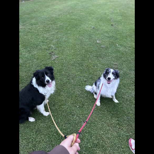 Border Collie