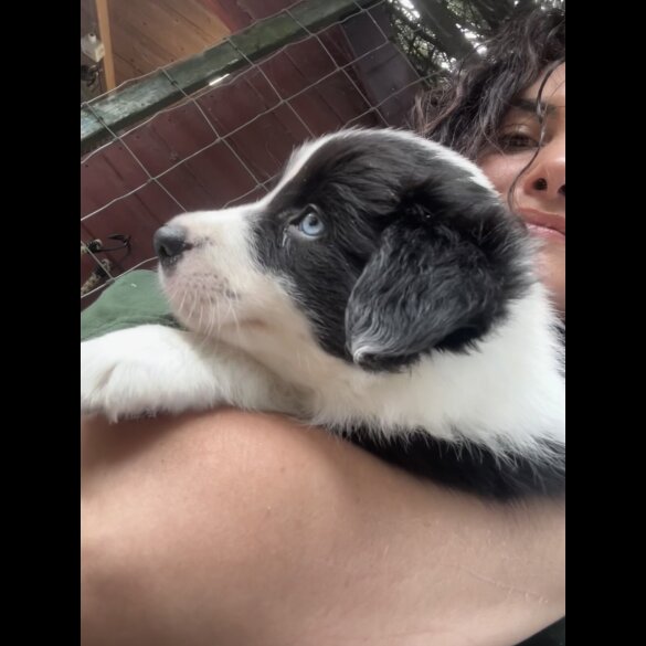 Border Collie