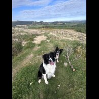 Border Collie