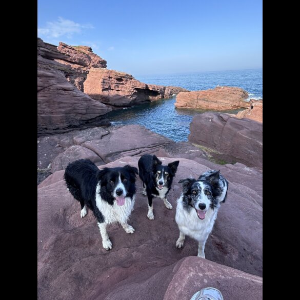 Border Collie