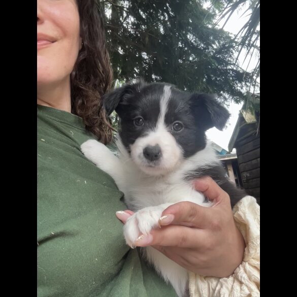Border Collie