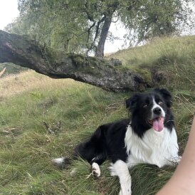 Border Collie
