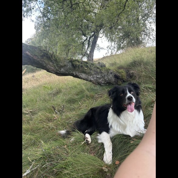 Border Collie