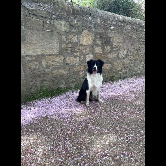 Border Collie