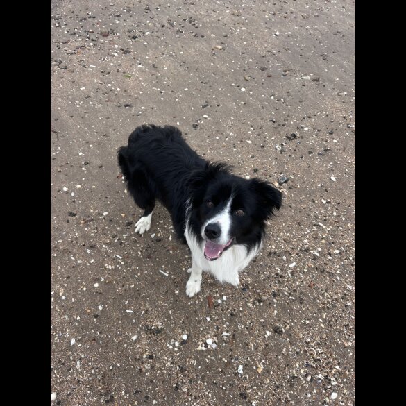 Border Collie