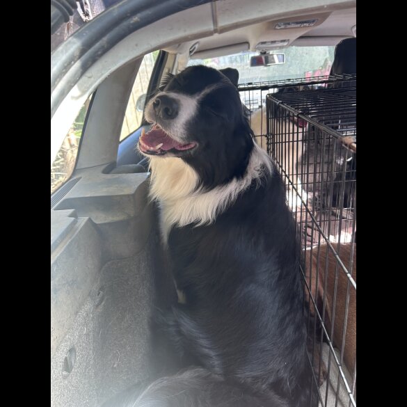 Border Collie
